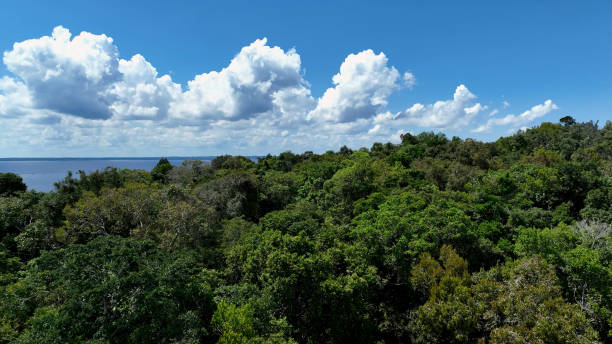 istock Stunning landscape of Amazon Forest at Amazonas State Brazil. 1706267885