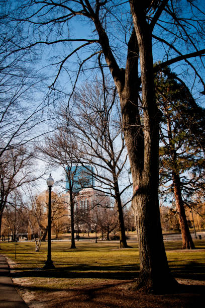 istock Deciduous trees in a park during the winter. 1706267919