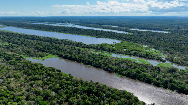 istock Stunning landscape of Amazon Forest at Amazonas State Brazil. 1706267922
