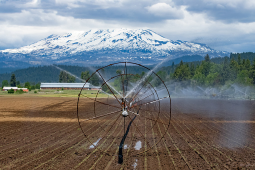 Farm sprinklers watering the fields, backed by beautiful Mt Adams.  Trout Lake, WA.