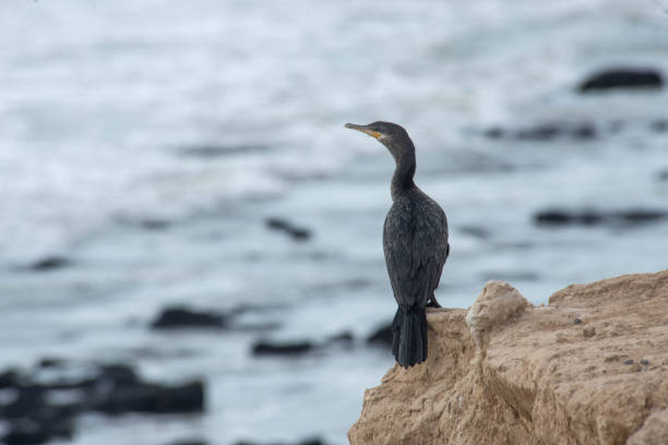 istock Cormorant resting on the seashore 1706269685