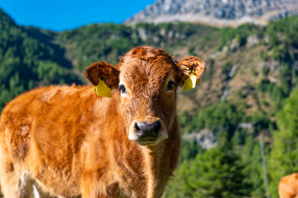 Close-up of a veal in a prairie