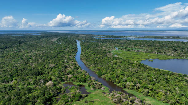 istock Stunning landscape of Amazon Forest at Amazonas State Brazil. 1706274914