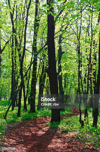 Ścieżka W Lesie Wiosna - zdjęcia stockowe i więcej obrazów Bez ludzi - Bez ludzi, Brązowy, Cień