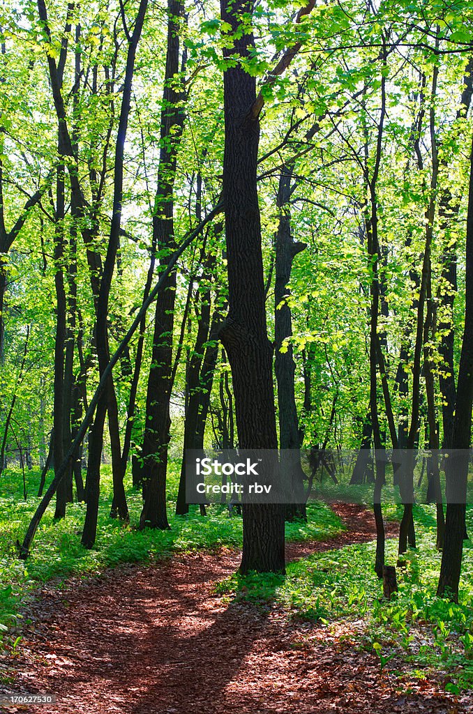 Caminho na floresta de primavera - Foto de stock de Alto - Descrição Geral royalty-free