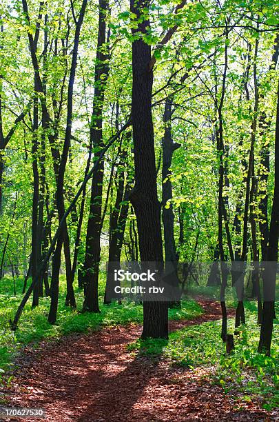 Foto de Caminho Na Floresta De Primavera e mais fotos de stock de Alto - Descrição Geral - Alto - Descrição Geral, Arbusto, Bosque - Floresta