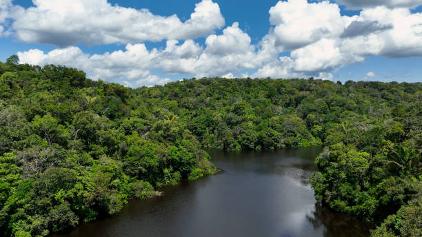 istock Stunning landscape of Amazon Forest at Amazonas State Brazil. 1706277226