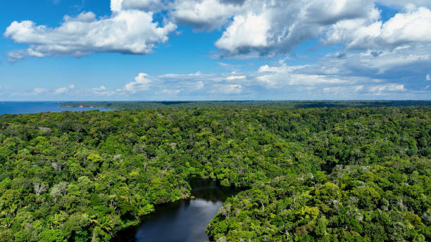 istock Stunning landscape of Amazon Forest at Amazonas State Brazil. 1706279100