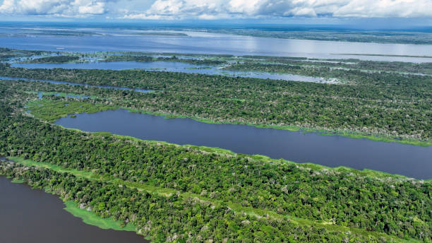 istock Stunning landscape of Amazon Forest at Amazonas State Brazil. 1706279162