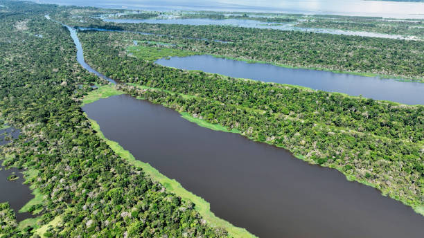 istock Stunning landscape of Amazon Forest at Amazonas State Brazil. 1706279303