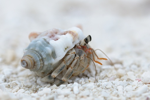 Hermit crab on a beach in Maldives.