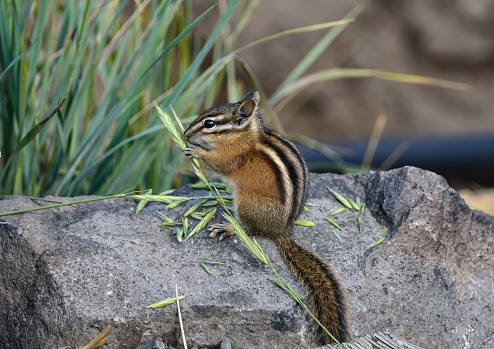 Brightly striped chipmunk eating an early morning breakfast of grass in Glenwood, WA.