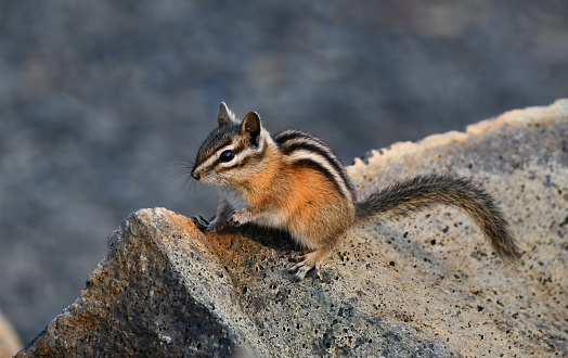 Bright stripes and sparkly eyes on this chipmunk in Glenwood, WA.