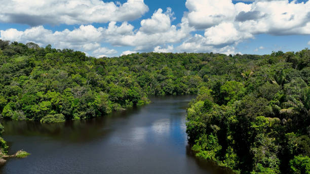 istock Stunning landscape of Amazon Forest at Amazonas State Brazil. 1706280284