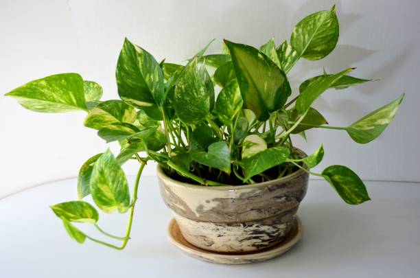 epipremnum aureum é uma espécie de planta com flor pertencente à família araceae. planta de casa popular. também conhecida como planta de dinheiro, hera arum, hera do diabo ou trepadeira do ceilão. vinha perene. planta de interior. índia. - ivy vine creeper plant leaf - fotografias e filmes do acervo