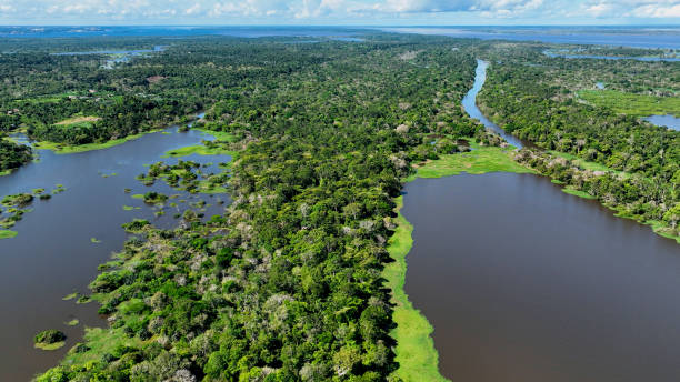 istock Stunning landscape of Amazon Forest at Amazonas State Brazil. 1706283852