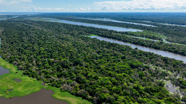 istock Stunning landscape of Amazon Forest at Amazonas State Brazil. 1706283882