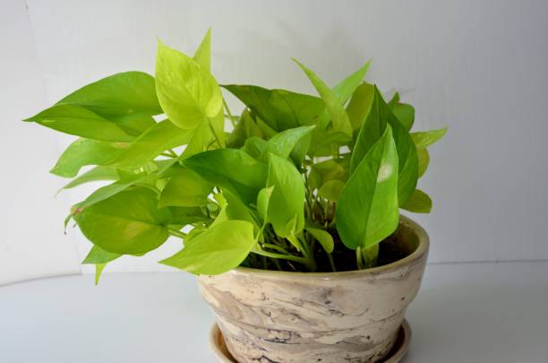 istock Epipremnum Aureum Neon, golden pothos an electrifying colour variation on the standard pothos. It has glowing, neon-green foliage. Air purifing plant. It's really easy to grow. 1706284416