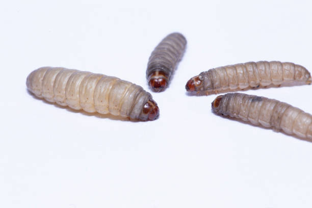 istock The greater wax moth galleria mellonella 1706284981