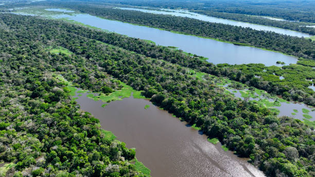 istock Stunning landscape of Amazon Forest at Amazonas State Brazil. 1706285535