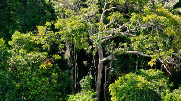 istock Stunning landscape of Amazon Forest at Amazonas State Brazil. 1706286122