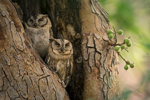 Collared scops owls(Otus lettia) in a tree hollow of a fig tree at Ranthambore National Park, Rajasthan, India