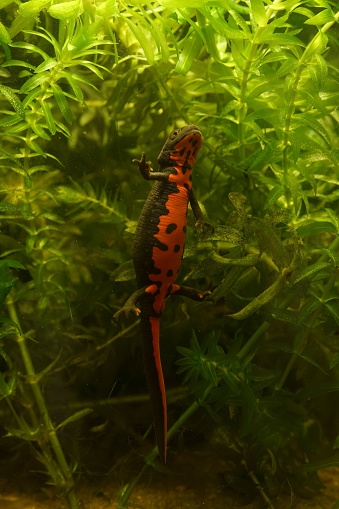 Detailed vertical closeup on a small black Chinese fire-bellied newt, Cynops orientalis in an aquarium