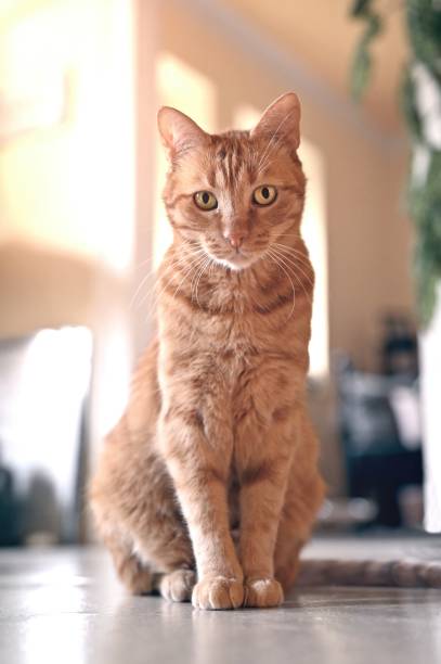 istock Cute red cat sitting on the floor and looking curious at camera. Vertical image with selective focus. 1706292783