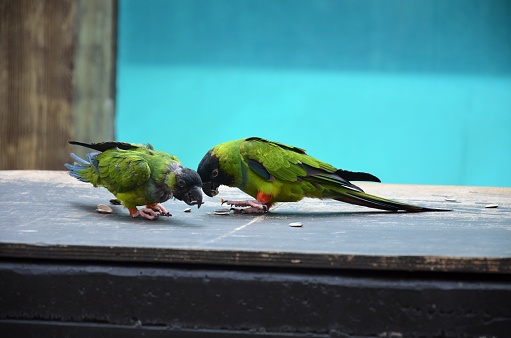 Tenerife, Spain 03.20.2018: Prezentation of parrots in the Jungle park, as a zoological centre