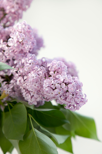 Closeup of lavender lilacs on white background.