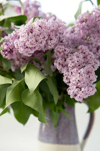 A bunch of lavender lilacs in a pitcher on a white background.