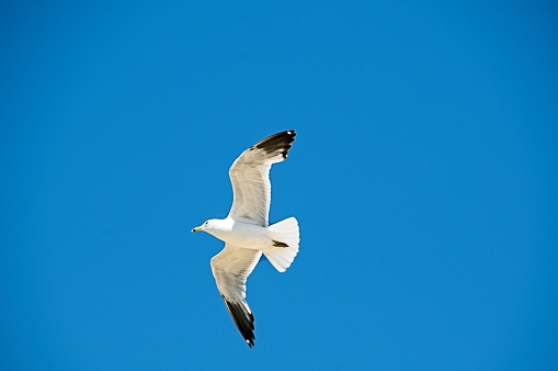 White Seagulls flying in a clear blue sky