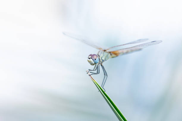 istock Dragonfly at the nature 1706305956