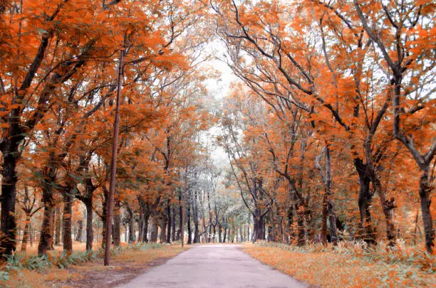 Autumn season in the park with road and trees. Nature background