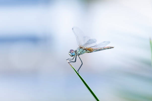 istock Dragonfly at the nature 1706307087