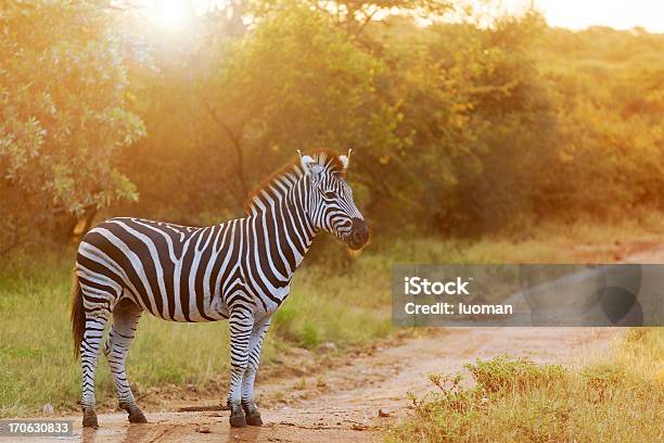 Zebra Stock Photo - Download Image Now - Zebra, Tropical Rainforest, Africa