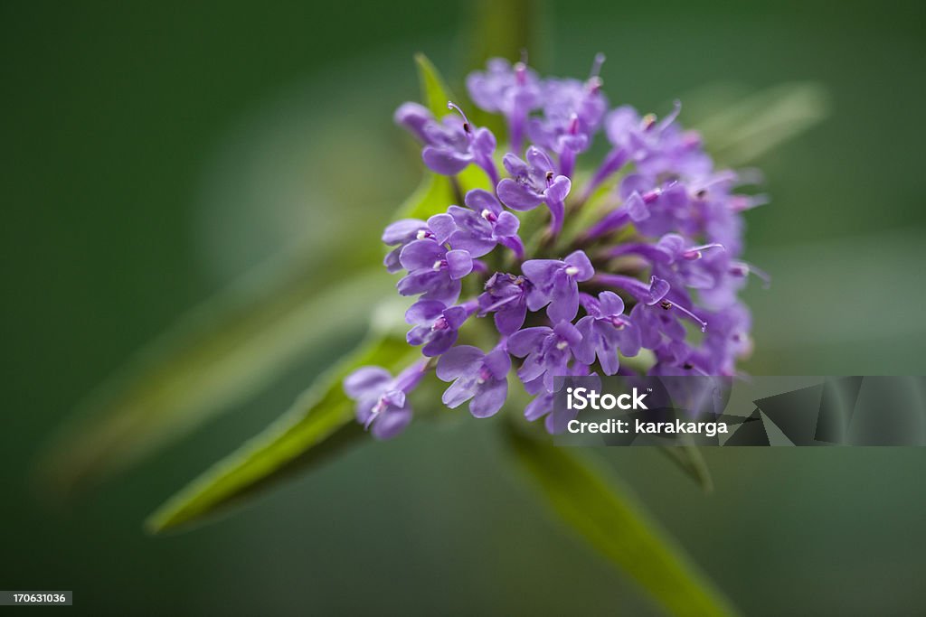 Fleur sauvage - Photo de Arbre en fleurs libre de droits