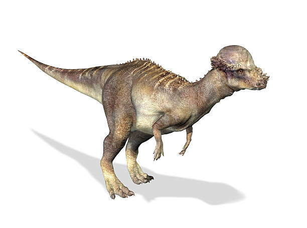 Photorealistic 3D rendering of a Pachycephalosaurus. Photorealistic 3 D rendering of a Pachycephalosaurus. On white background with drop shadow and clipping path included. pachycephalosaurus stock pictures, royalty-free photos & images