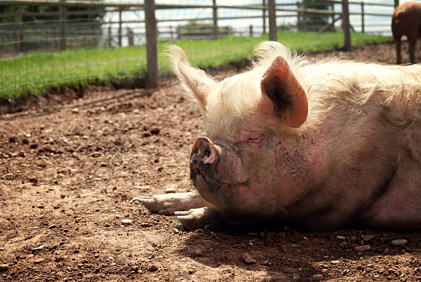 istock Pig sleeping in the sunshine 170631126