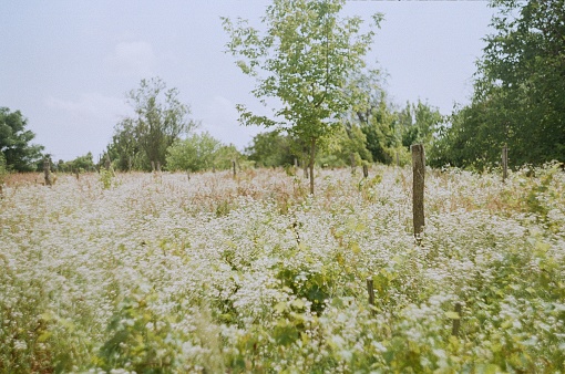 Unmanaged grape field with trees and white weeds in nothern Hungary.