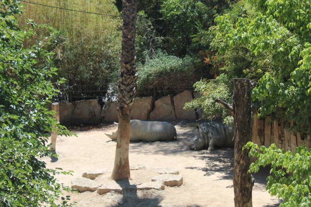 istock The resting rhinos 1706315954