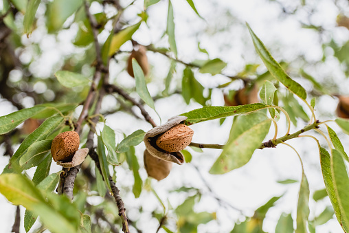 Ripe almonds on the tree.
