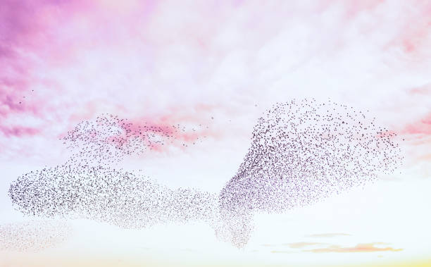 istock Beautiful murmuration of starlings 1706318722