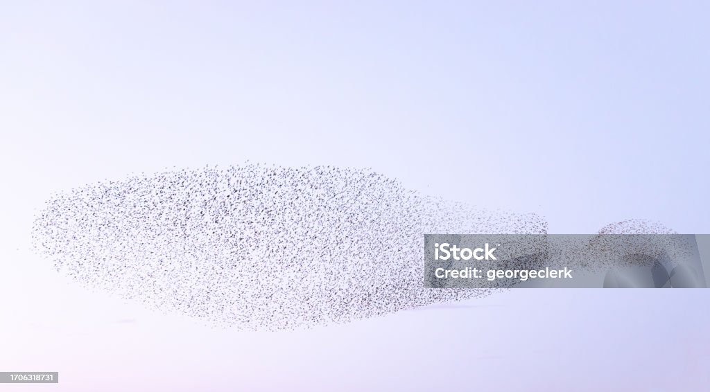 Starlings in the sky at sunset Motion blur on the wings of thousands of starlings making a large blob shape in the sky at sunset. Starling Stock Photo Starlings in the sky at sunset Motion blur on the wings of thousands of starlings making a large blob shape in the sky at sunset. Starling Stock Photo