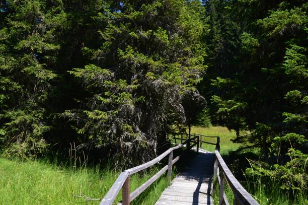istock wooden footpath through the protected area 1706320888