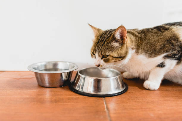 istock Cat eating from his bowl on the ground. 1706321437