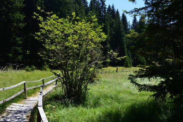 istock wooden footpath through the protected area 1706321448