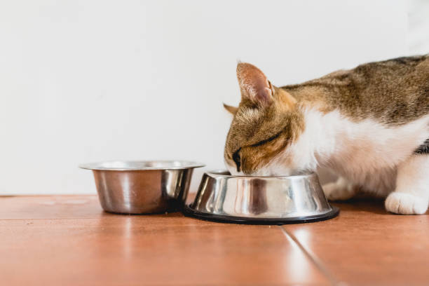istock Cat eating from his bowl on the ground. 1706326371