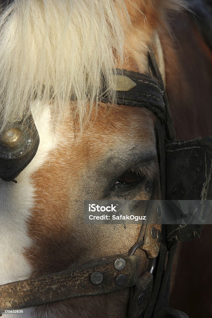 лошадь - Стоковые фото Без людей роялти-фри