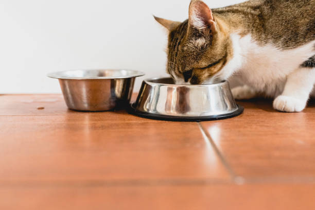 istock Cat eating from his bowl on the ground. 1706329629